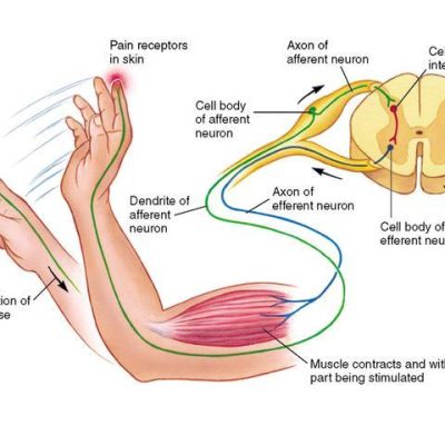 Pain Transmission, how do we feel pain