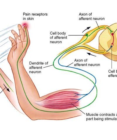 Pain Transmission, how do we feel pain